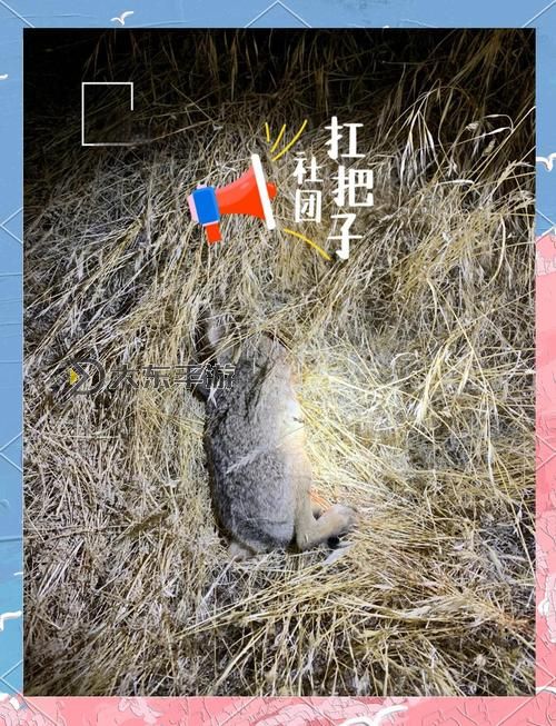 精彩瞬間！抓著班主任的兩只大兔子視頻全紀(jì)錄圖2
