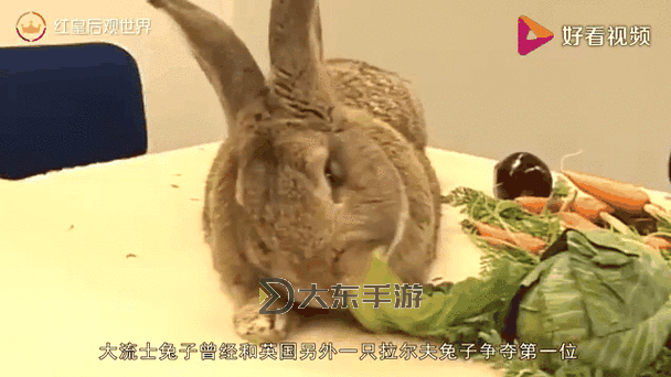 精彩瞬間！抓著班主任的兩只大兔子視頻全紀(jì)錄圖1