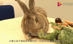 精彩瞬間！抓著班主任的兩只大兔子視頻全紀(jì)錄