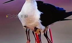 探索日本一區(qū)清線觀的獨(dú)特魅力與文化底蘊(yùn)