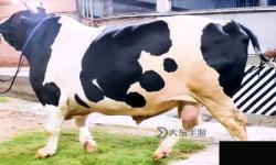 免費(fèi)在線(xiàn)觀看亞洲牛牛游戲，盡享高清刺激體驗(yàn)