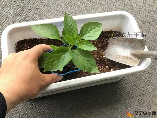 在床上的72種扦插方法:全面提升植物繁殖技巧圖1