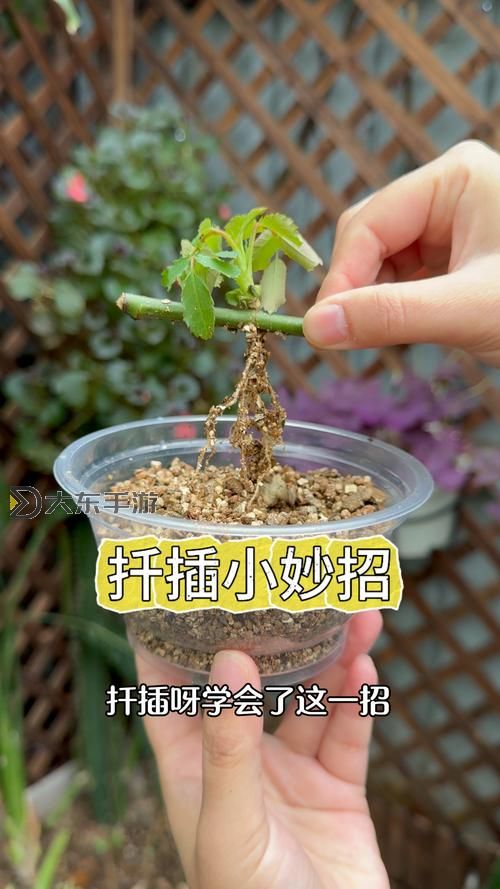 在床上的72種扦插方法:全面提升植物繁殖技巧圖2