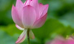 鎮(zhèn)國公花瀅瀅的孕期日常：溫馨點滴與暖心瞬間