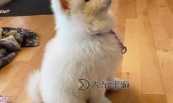 自己坐下來(lái)不疼乖乖的：輕松面對(duì)困難的小秘密