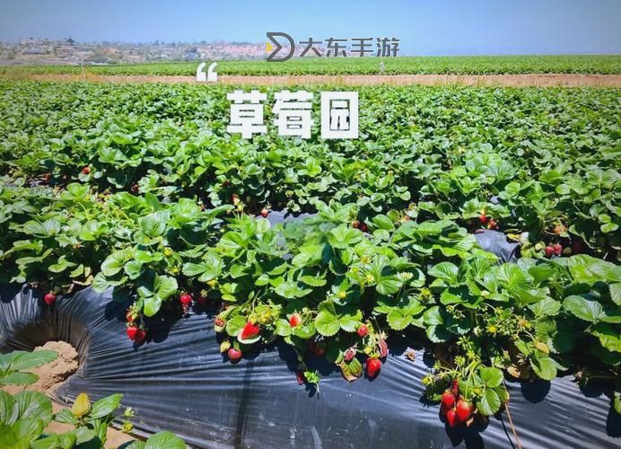 18歲的青春盛宴:草莓、榴蓮、向日葵與秋葵的繽紛記憶圖1