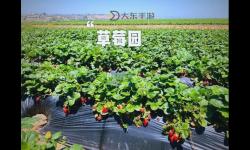 18歲的青春盛宴：草莓、榴蓮、向日葵與秋葵的繽紛記憶
